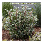 1 SARCOCOCCA PURPLE GEM VÄXTPOTTI 17CM
