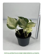 1 EPIPREMNUM HAPPY LEAF VÄXTER I KRUKA 12CM INOMHUSVÄXTER RENAR LUFTEN