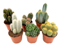 Kaktusmix - Set om 6 - Kaktus - Höjd 15-20cm - ⌀10,5cm