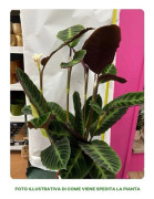 1 VÄXTSLAG AV CALATHEA WARSEWICSZII I KRUKA 19CM FÖR INOMHUSANVÄNDNING ANTI-FÖRORENING