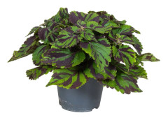 Palettblad - Coleus Tiger - Höjd 25-35cm - ø17cm