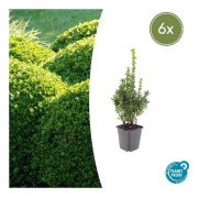 Buxbom - Växt för häck - Buxus sempervirens - Kruka 9cm - Set för 6 växter