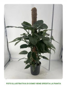 1 PHILODENDRON GREY VÄXT I 19 CM KRUKA INOMHUSVÄXTER