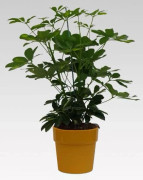 1 SCHEFFLERA GOLD CAPPELLA VÄXTA I KRUKA 17CM + KRUKSKYDD Ø 18 OCKRA FÖR INOMHUS APPARTEMENT RENAR LUFTEN