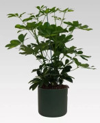 1 SCHEFFLERA GOLD CAPPELLA VÄXTER I KRUKA 17CM + KRUKSKYDD Ø 18 GRÖN FÖR INOMHUS APPARTEMENT LUFTRENGÖRING