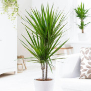 1 STJÄRNA DRACENA MARGINATA VAS 17CM för inomhusbruk