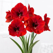 1 AMARYLLIS RÖD VÄXT CERAMIKVASI RÖD 17CM