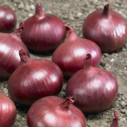 Sättlök Röd Red Karmen - Allium cepa Red Karmen (Storlek: 250g)