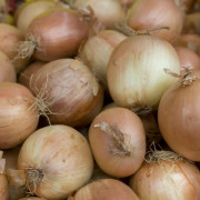 Sättlök Gul Centurion - Allium cepa Centurion (Storlek: 250g)