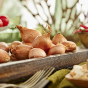 Sättlök Schalottenlök Mikor - Allium cepa aggregatum Mikor (Storlek: 250g)