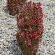 Pelarberberis - Berberis thunbergii Red Tower ® (Storlek: 30-40 C3)