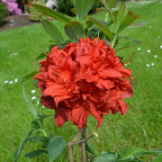 Trädgårdsazalea - Rhododendron Knap Hill Doloroso (Storlek: 40-50 C5)