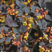 Berberis - Berberis x ottawensis Silver Miles (Storlek: busk C2)