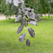 Blodbok - Fagus sylvatica Riversii (Storlek: 60-80 C2)