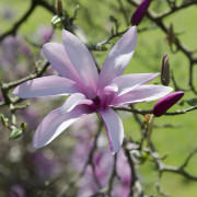 Magnolia - Magnolia Randy (Storlek: 40-60 C5)