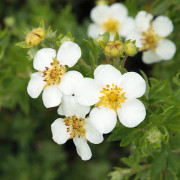 Ölandstok - Dasiphora fruticosa Snowflake (Storlek: 25-30 C3)
