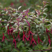 Scharlakansfuchsia - Fuchsia magellanica Versicolor (Storlek: 25-30 C2)