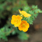 Ölandstok - Dasiphora fruticosa Tangerine (Storlek: busk C2)
