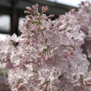 Hyacintsyren - Syringa x hyacinthiflora Esther Staley (Storlek: 50-70 C5)