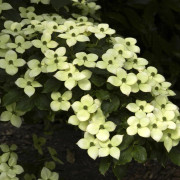 Koreansk Blomsterkornell - Cornus kousa Schmetterling (Storlek: 60-80 C7)