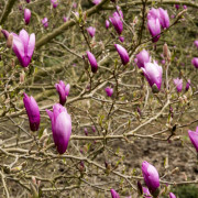 Hybridmagnolia - Magnolia x Ann (Storlek: busk C3)