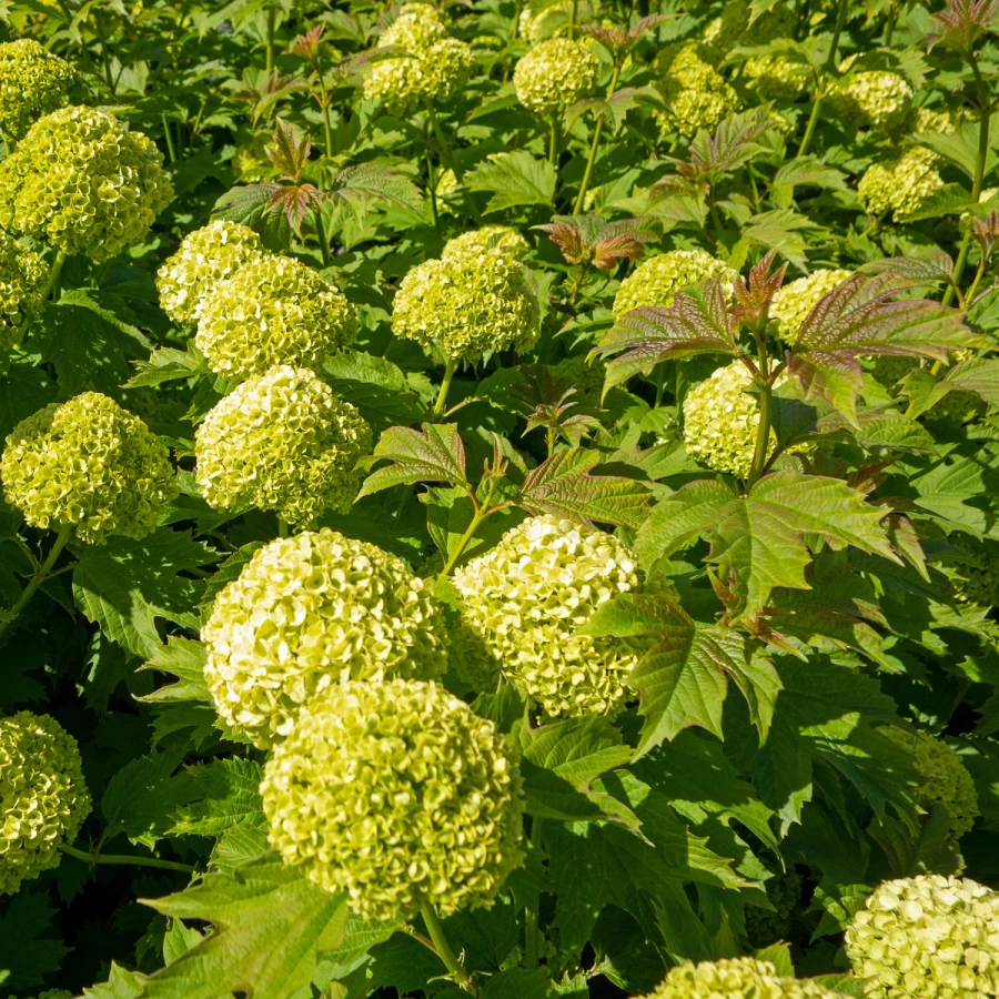 Skogsolvon - Viburnum opulus Pohjan Neito (Storlek: busk C3)