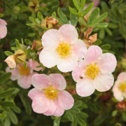 Ölandstok - Dasiphora fruticosa Pink Queen (Storlek: 25-30 C3)