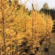 Hybridlärk - Larix eurolepis (Storlek: utr 150-175 C7,5)