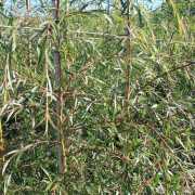 Fontänpil - Salix x pendulina f. salamonii Vitellina-Tristis (Storlek: utr 200-250 C10)