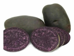 Sättpotatis Bergerac (Storlek: 300g)