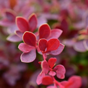 Dvärgberberis - Berberis thunbergii Orange Carpet ® (Storlek: busk C2)