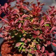 Dvärgberberis - Berberis thunbergii Coral (Storlek: busk C2)