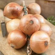 Sättlök Gul Jaune Paille des Vertus - Allium cepa Jaune Paille des Vertus (Storlek: 1000g)