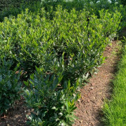 Lagerhägg - Prunus laurocerasus Otto Supreme ® (Storlek: 40-50 C5)