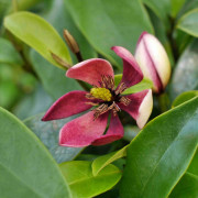 Bananmagnolia - Magnolia figo # Hedgetag ® (Storlek: busk C3,4)