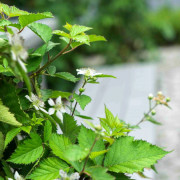 Björnbär/Krukbjörnbär - Rubus fruticosus Lucky Berry ® (Storlek: C4,6)