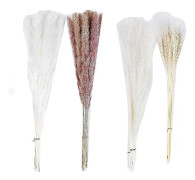 Pampasgräs Boho R, Fluffigt Torkat Pampasgräs, -la, , Fotogr