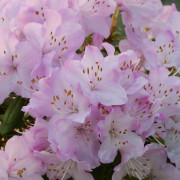 Dvärgrododendron - Rhododendron hybr. Snipe (Storlek: 20-25 C2)