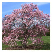 1 MAGNOLIA LEONARD MESSEL I KRUKA 24CM lövfällande