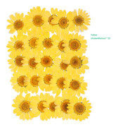 Pressade blommor Blandade torkade blommor DIY Art Blomdekor Collection Gift Craft DIY A-10
