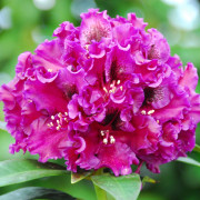 Rododendron - Rhododendron cataw. hybr. Dramatic Dark ® (Storlek: 30-40 C5)