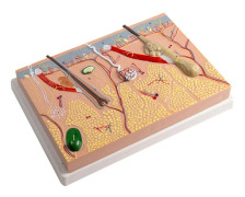 Anatomisk hudmodell 3D-hud Läromedelsmodell, mänsklig hud Anatomimodell Människohudstruktur Anatomisk modell