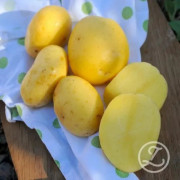 Sättpotatis Agria (Storlek: 1kg)