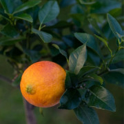 Citron Röd C4 - Citrus Limone Rosso