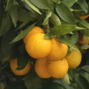 Småcitrus/Mandarin - Citrus reticulata (Krukstorlek: 20cm)