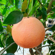 Pompelmo C4 - Citrus Paradisi Pompelmo