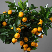 Kalamondin - Citrus mitis (Krukstorlek: 18cm)