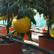 Bergamott - Citrus bergamia (Krukstorlek: 18cm)