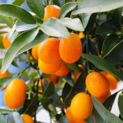 Kumquat - Fortunella margarita (Krukstorlek: 18cm)