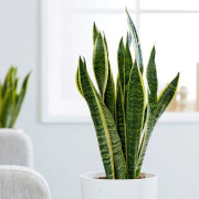 1 STICKLING SANSEVIERIA LAURENTII I TANK 21CM FÖR INOMHUS APPARTEMENT SVÄRMORSSPRÅK SUCCULENTER
